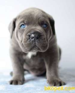 EŞSİZ ANATOMİLİ A SCRLİ CANE CARSO YAVRULARI 2