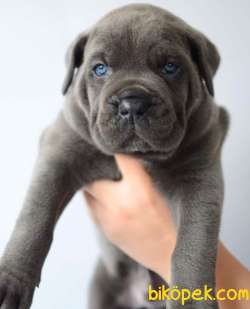EŞSİZ ANATOMİLİ A SCRLİ CANE CARSO YAVRULARI 3