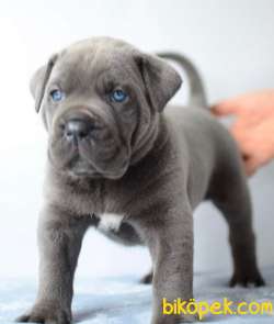 EŞSİZ ANATOMİLİ A SCRLİ CANE CARSO YAVRULARI 1