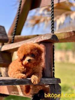 EŞSİZ BİR DENEYİM İÇİN BİZİ ARAMADAN KARAR VERMEYN 3