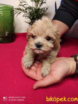 Eşsiz Güzellikte F1 Dizayn Maltipoo Yavrularımız 3