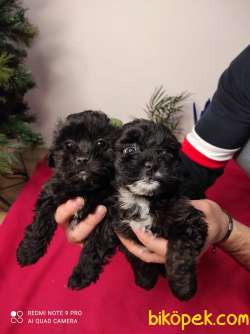 Eşsiz Güzellikte F1 Dizayn Maltipoo Yavrularımız 4