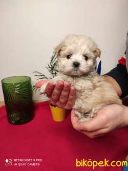 Eşsiz Güzellikte F1 Dizayn Maltipoo Yavrularımız 2