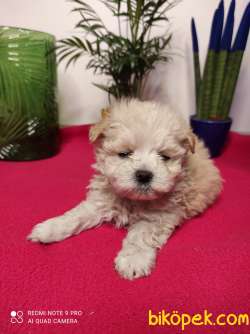 Eşsiz Güzellikte F1 Dizayn Maltipoo Yavrularımız 5