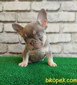 Eşsiz Güzellikte Fransız Bulldog Lilak Tan Erkek Yavrumuz 1