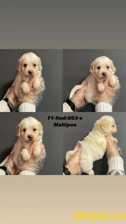 EŞSİZ GÜZELLİKTE MALTİPO YAVRULARI 3