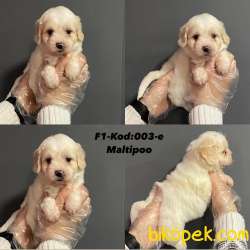 EŞSİZ GÜZELLİKTE MALTİPO YAVRULARI 2