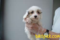EŞSİZ GÜZELLIKTE MALTIPOO YAVRULARIMIZ 1