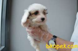 EŞSİZ GÜZELLIKTE MALTIPOO YAVRULARIMIZ 3