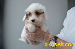 EŞSİZ GÜZELLIKTE MALTIPOO YAVRULARIMIZ 2