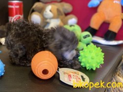 Eşsiz Kalitede Tea Cup Silver Poodle Yavrumuz 4