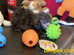 Eşsiz Kalitede Tea Cup Silver Poodle Yavrumuz 1