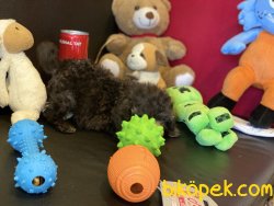 Eşsiz Kalitede Tea Cup Silver Poodle Yavrumuz 5