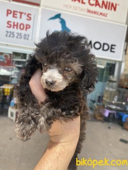Eşsiz Kalitede Tea Cup Silver Poodle Yavrumuz 2