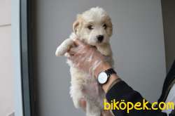 EŞSİZ MALTIPOO BEBEKLERIMIZ 2