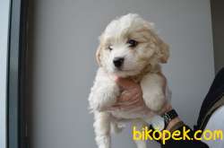 EŞSİZ MALTIPOO BEBEKLERIMIZ 1