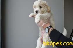 EŞSİZ MALTIPOO BEBEKLERIMIZ 3