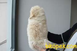 EŞSİZ MALTIPOO BEBEKLERIMIZ 5