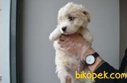 EŞSİZ MALTIPOO BEBEKLERIMIZ 4