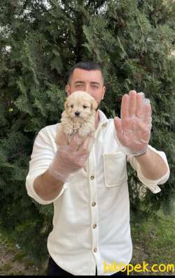 EŞSİZ MALTIPOO GÜZELLİĞi 1
