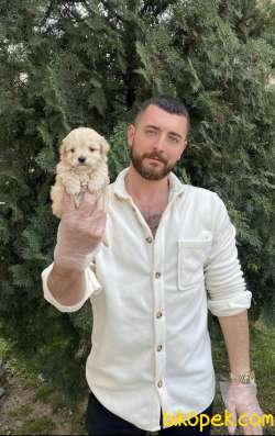 EŞSİZ MALTIPOO GÜZELLİĞi 2