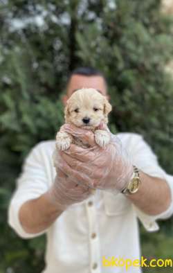 EŞSİZ MALTIPOO GÜZELLİĞi 3