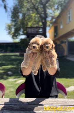 EŞSİZ MALTİPOO GÜZELLİĞİ 3