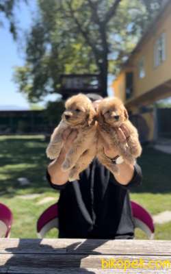 EŞSİZ MALTİPOO GÜZELLİĞİ 2