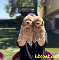 EŞSİZ MALTİPOO GÜZELLİĞİ 1
