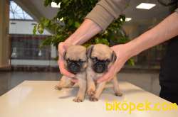 EŞSİZ PUG BEBEKLERIMIZ 3