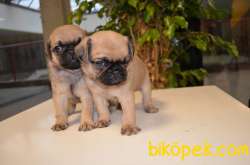 EŞSİZ PUG BEBEKLERIMIZ 2