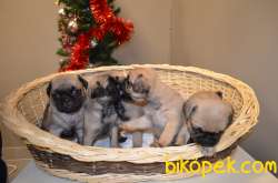 EŞSİZ PUG BEBEKLERIMIZ 5