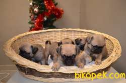 EŞSİZ PUG BEBEKLERIMIZ 4