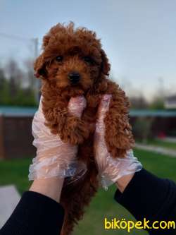 EŞSİZ RED BROWN TOY POODLE YAVRULARI 1
