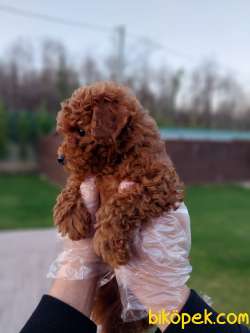 EŞSİZ RED BROWN TOY POODLE YAVRULARI 3