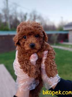 EŞSİZ RED BROWN TOY POODLE YAVRULARI 4