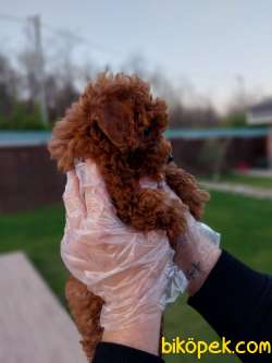 EŞSİZ RED BROWN TOY POODLE YAVRULARI 2