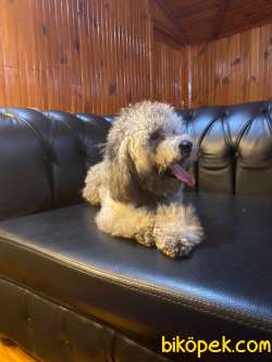 EŞSİZ SİLVER TOY POODLE 5