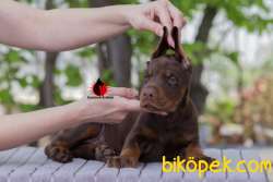 Secereli Doberman Yavruları Çiftlikten 5