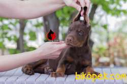 Secereli Doberman Yavruları Çiftlikten 2