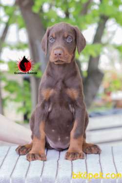 Secereli Doberman Yavruları Çiftlikten