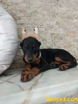 Estetikli Doberman Yavrularımız 3