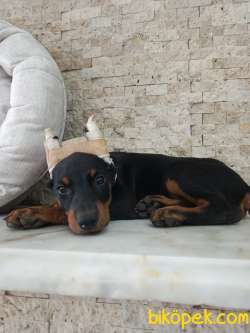 Estetikli Doberman Yavrularımız 2