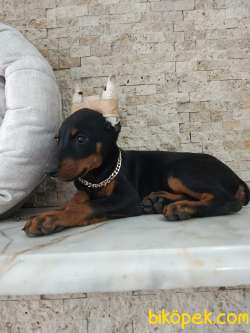 Estetikli Doberman Yavrularımız 1