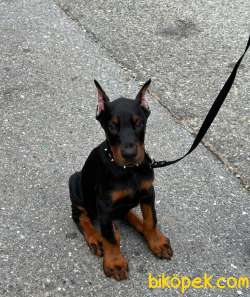 Estetikli Doberman Yavrularımız 2