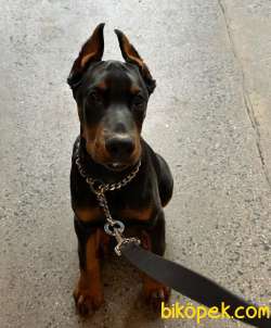 Estetikli Doberman Yavrularımız 3