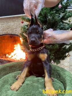 Estetikli King Doberman Yavrular 4