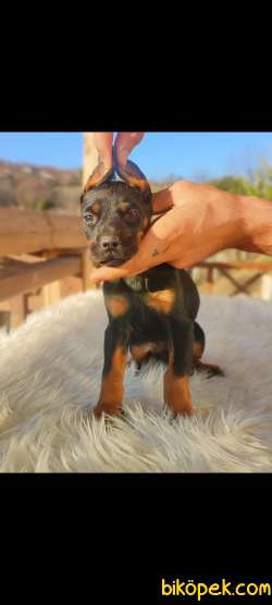 Estetikli King Doberman Yavrular 2