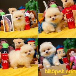 Eu Pasaport Wc Eğitimli Pomeranian 1