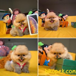 Eu Pasaport Wc Eğitimli Pomeranian 2